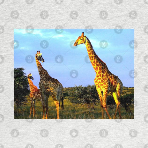 African Wildlife Photography Giraffe Herd by PathblazerStudios